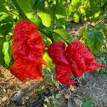 Death Spiral x Primotalii - Seeds - The Pepper Pantry (Formerly Marie Sharp's)
